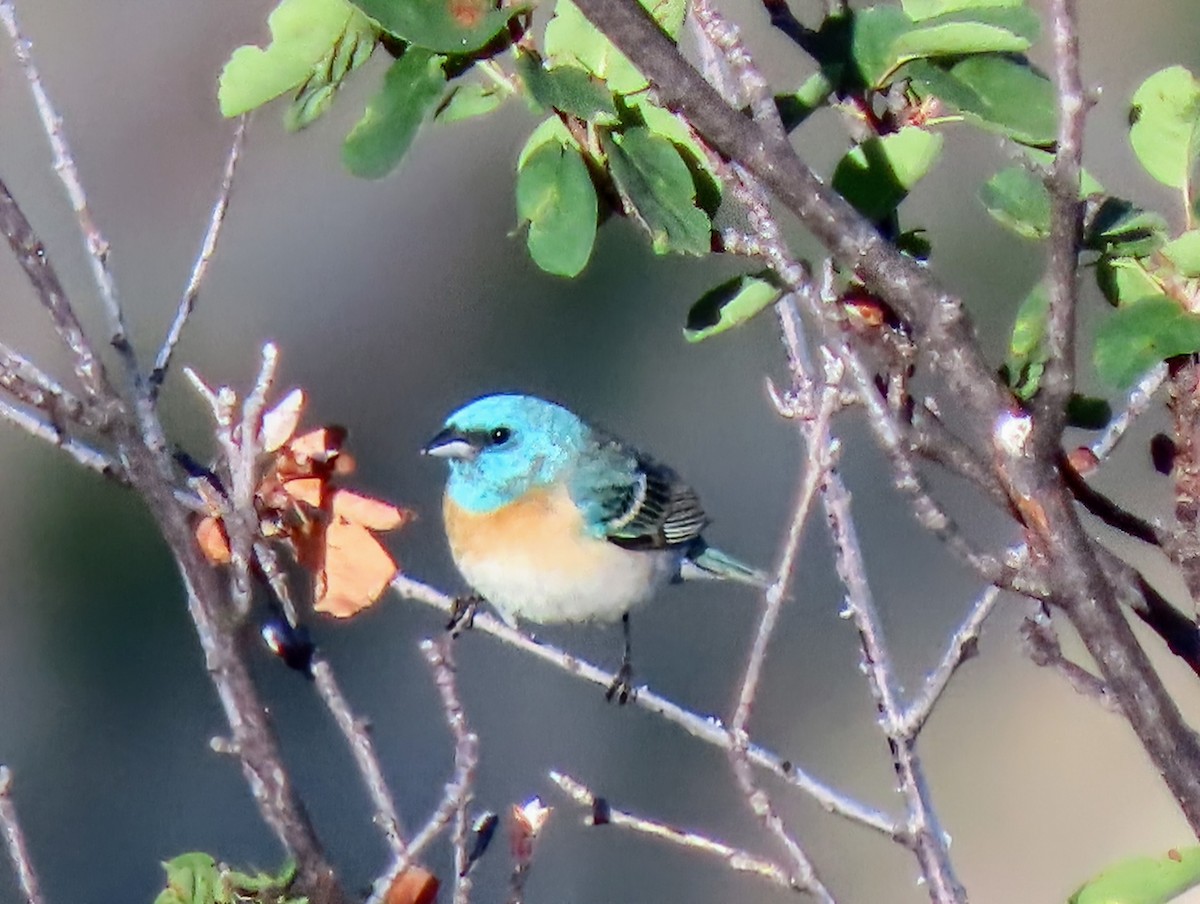 Lazuli Bunting - ML638560923