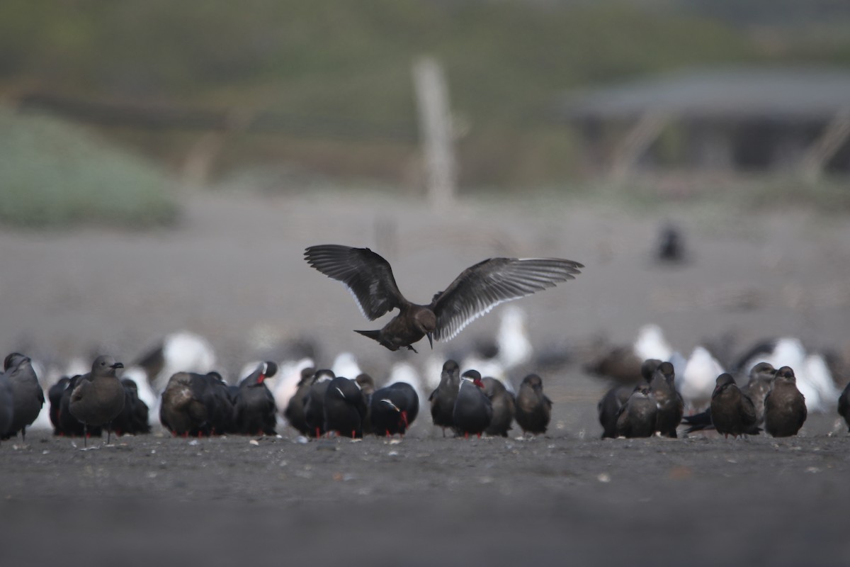 Inca Tern - ML638560924