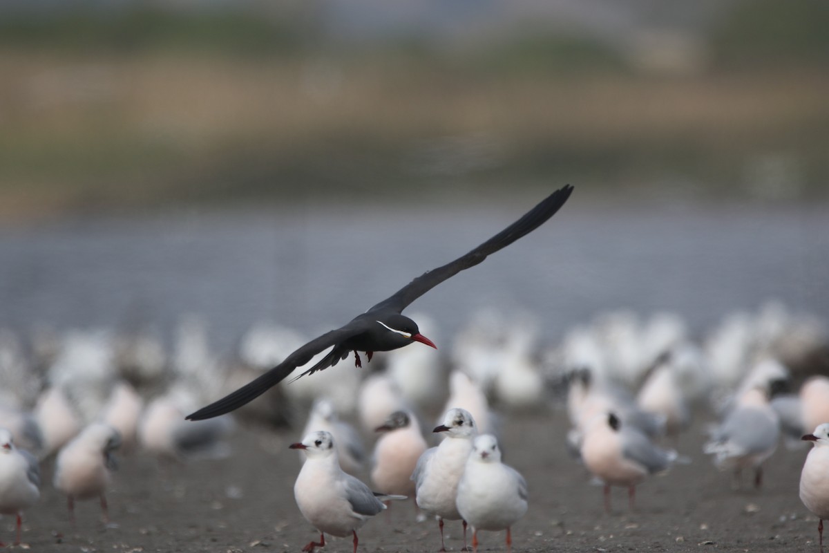 Inca Tern - ML638560925