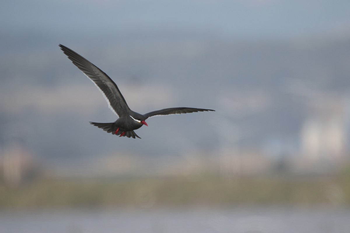 Inca Tern - ML638560927