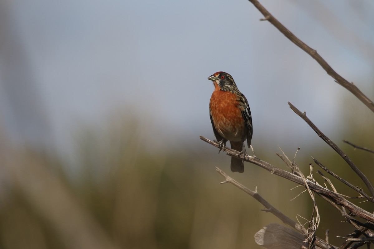 Rufous-tailed Plantcutter - ML638560941