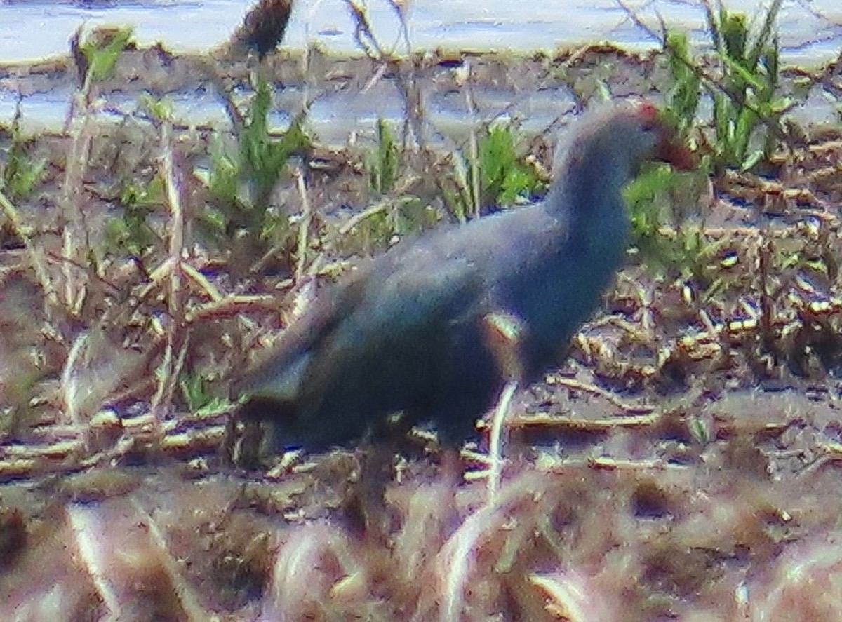 Gray-headed Swamphen - ML638560943