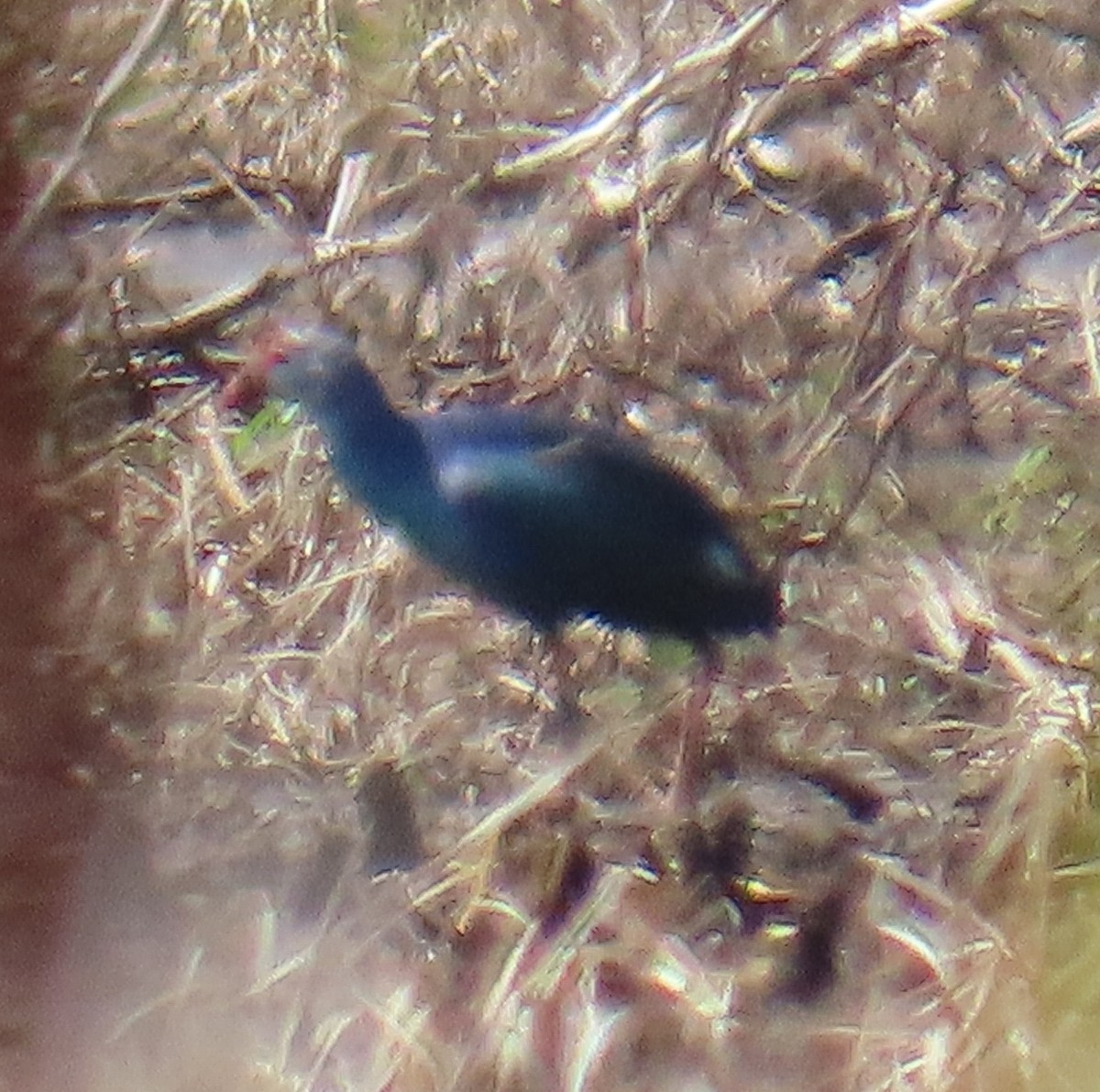 Gray-headed Swamphen - ML638560944