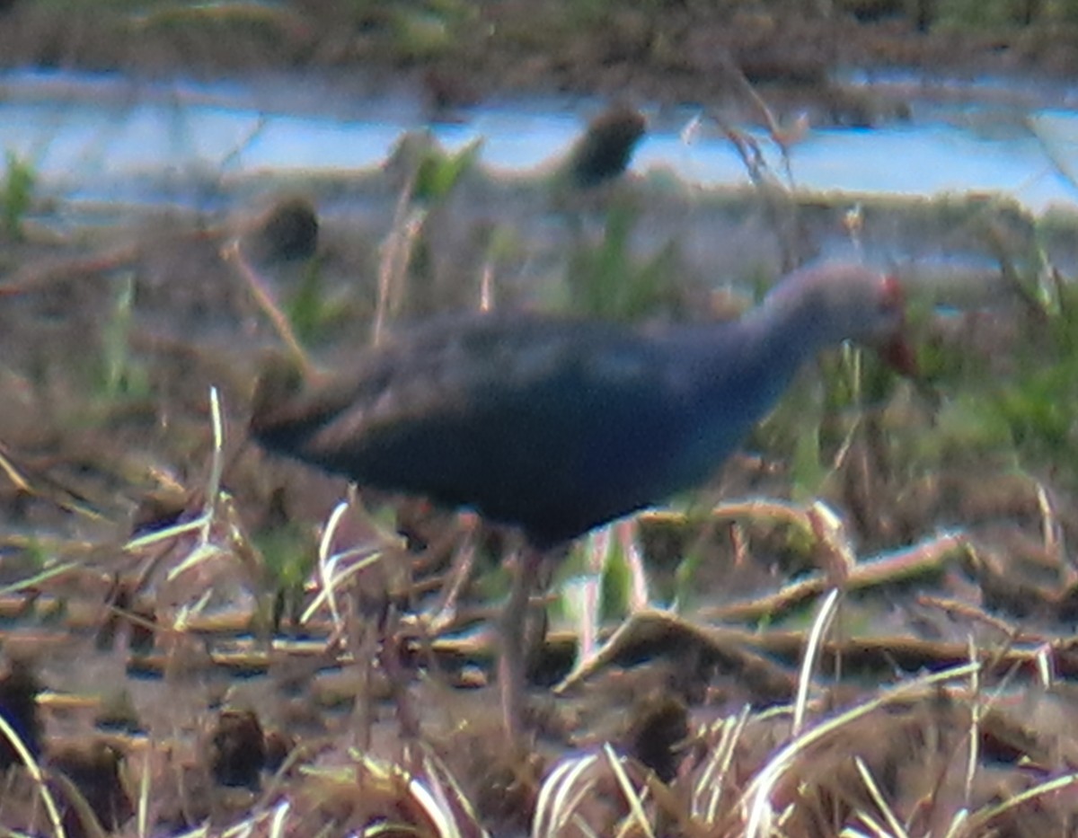 Gray-headed Swamphen - ML638560945