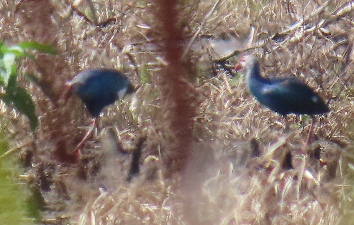 Gray-headed Swamphen - ML638560948