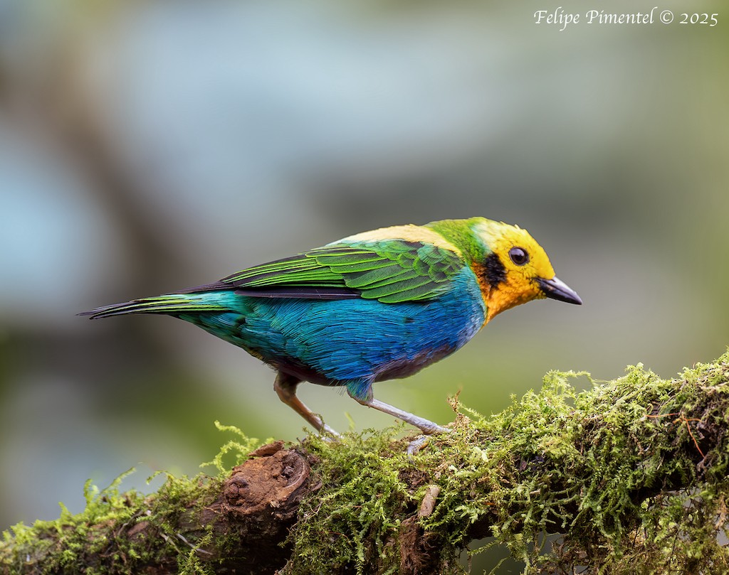 Multicolored Tanager - ML638560988