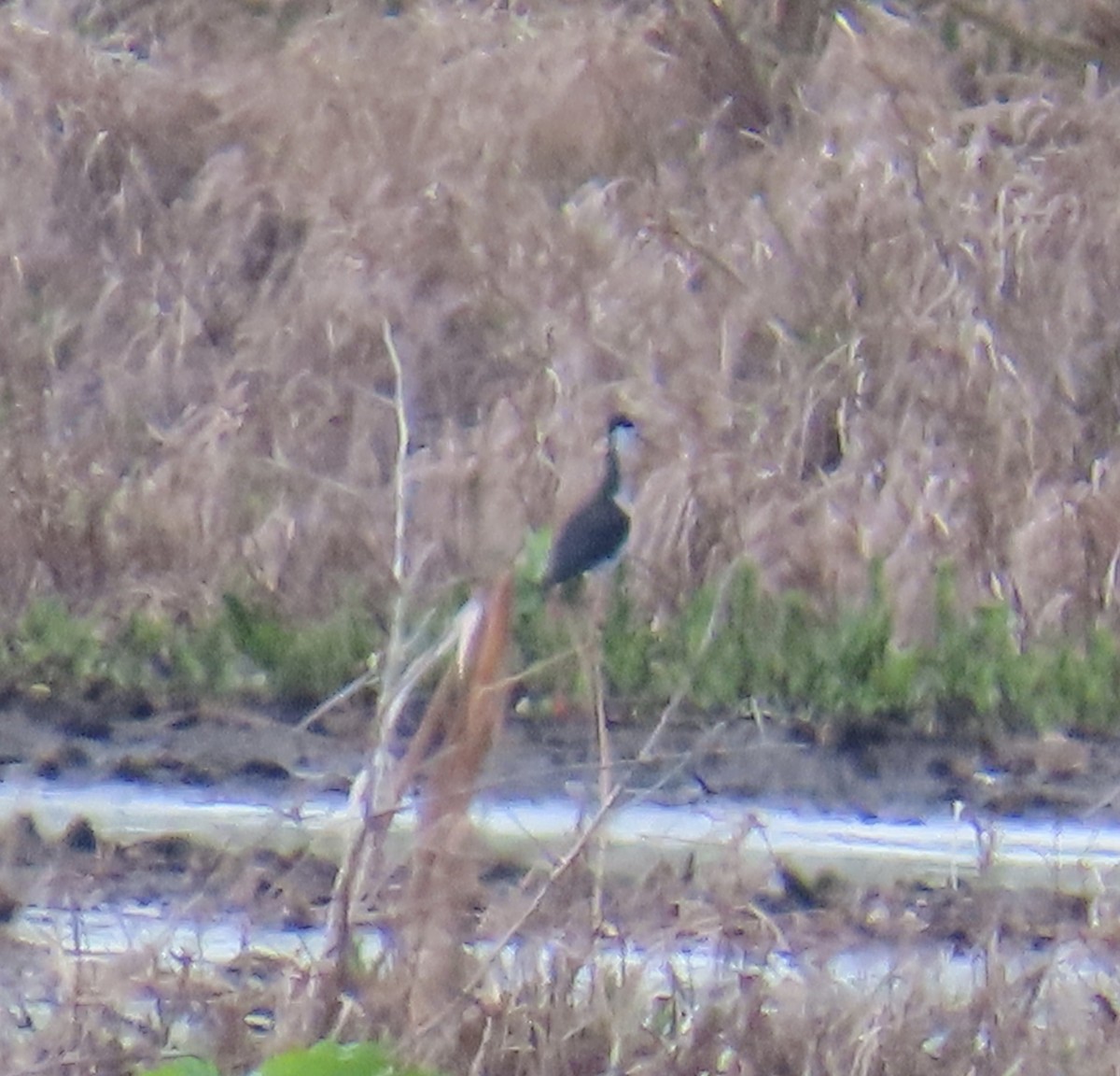 Black-necked Stilt - ML638560994