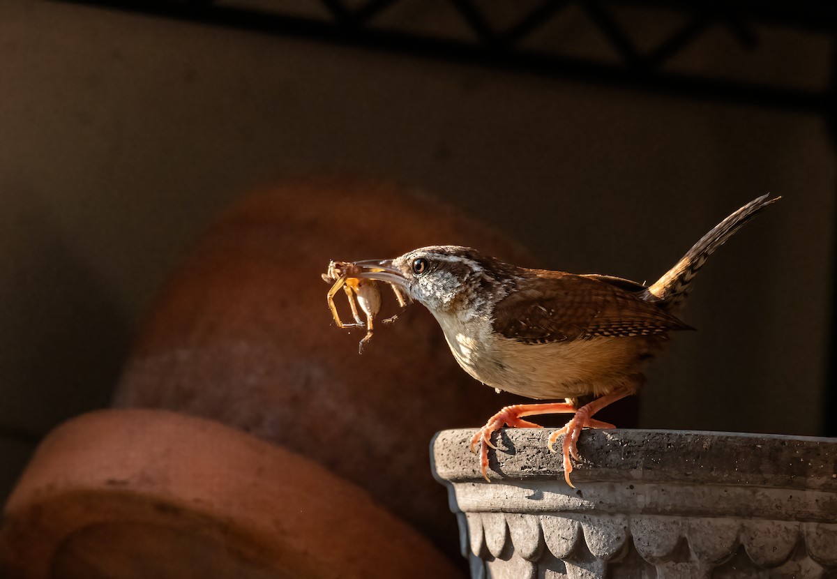 Carolina Wren - ML638561012