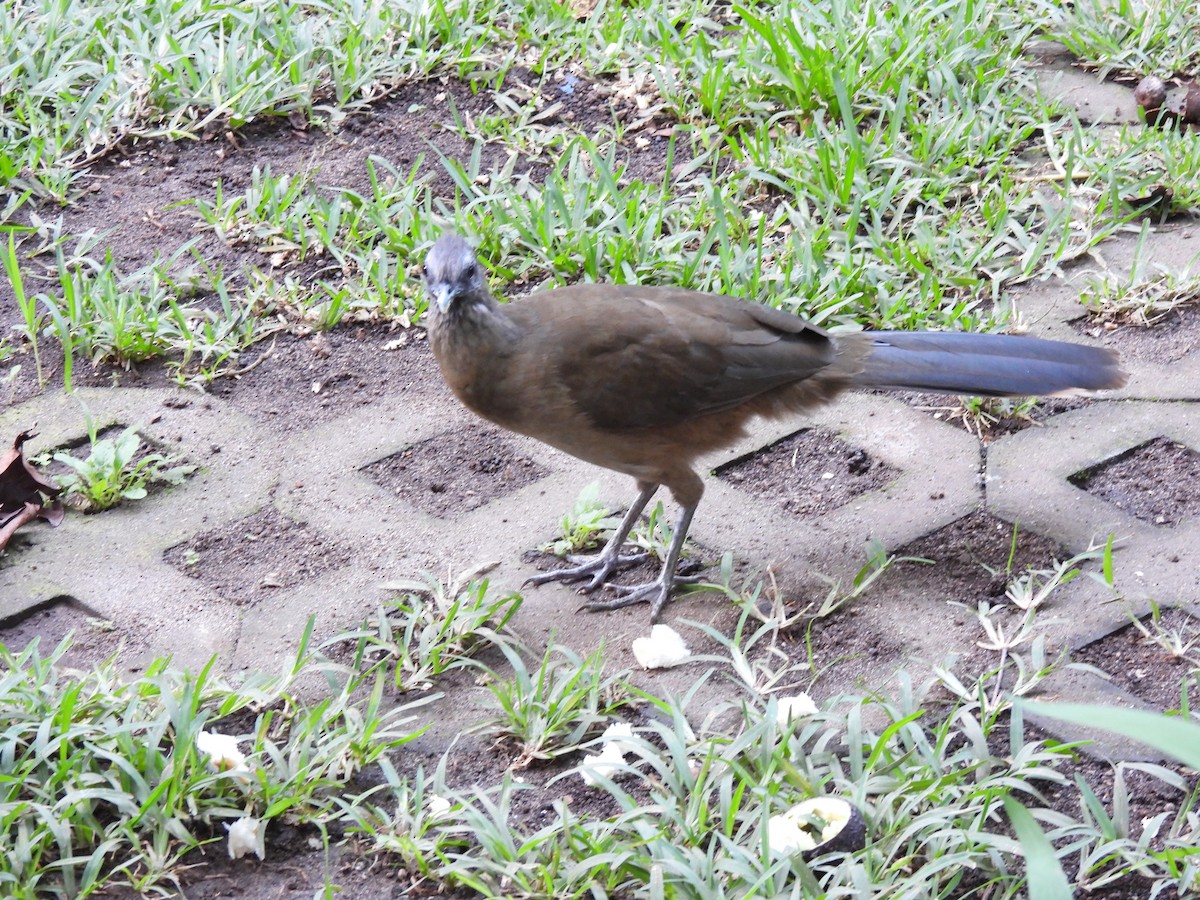 Plain Chachalaca - ML638561016