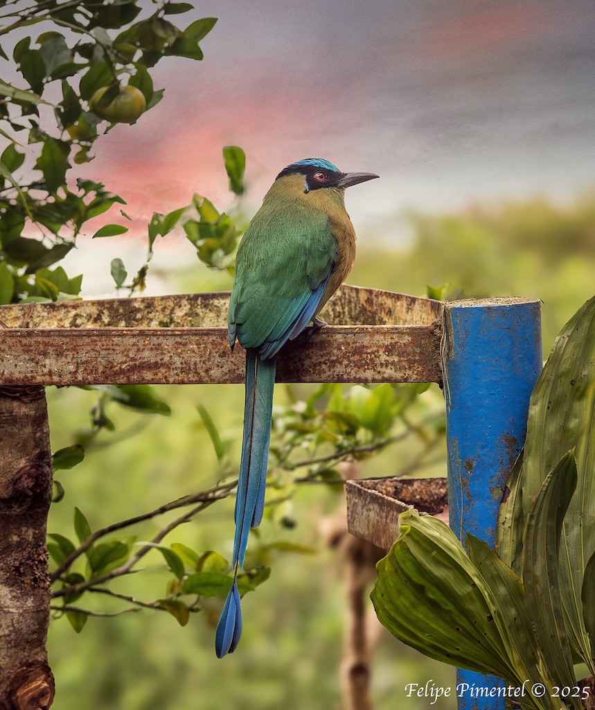 Andean Motmot - ML638561020