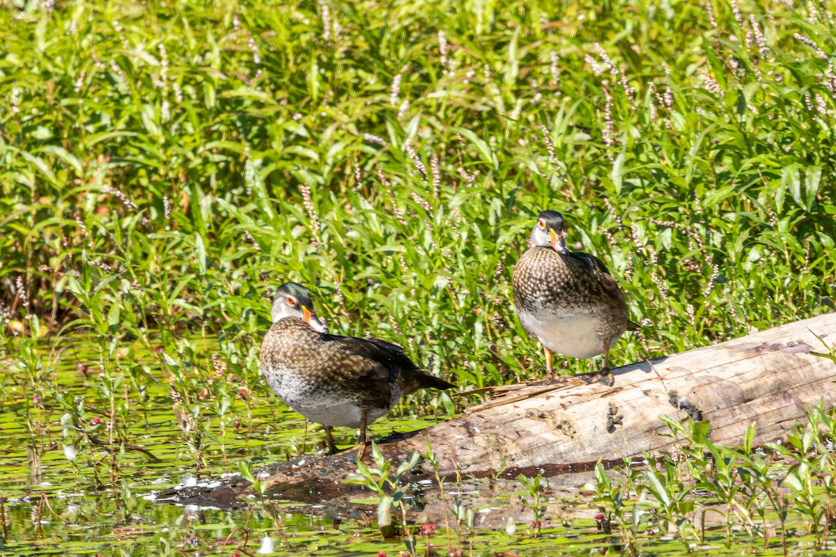Pato Joyuyo - ML638561063