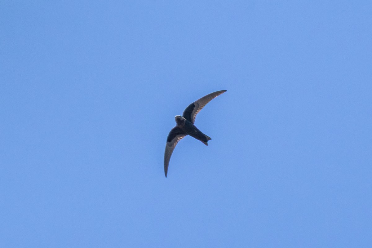 Vencejo Negro - ML638561076
