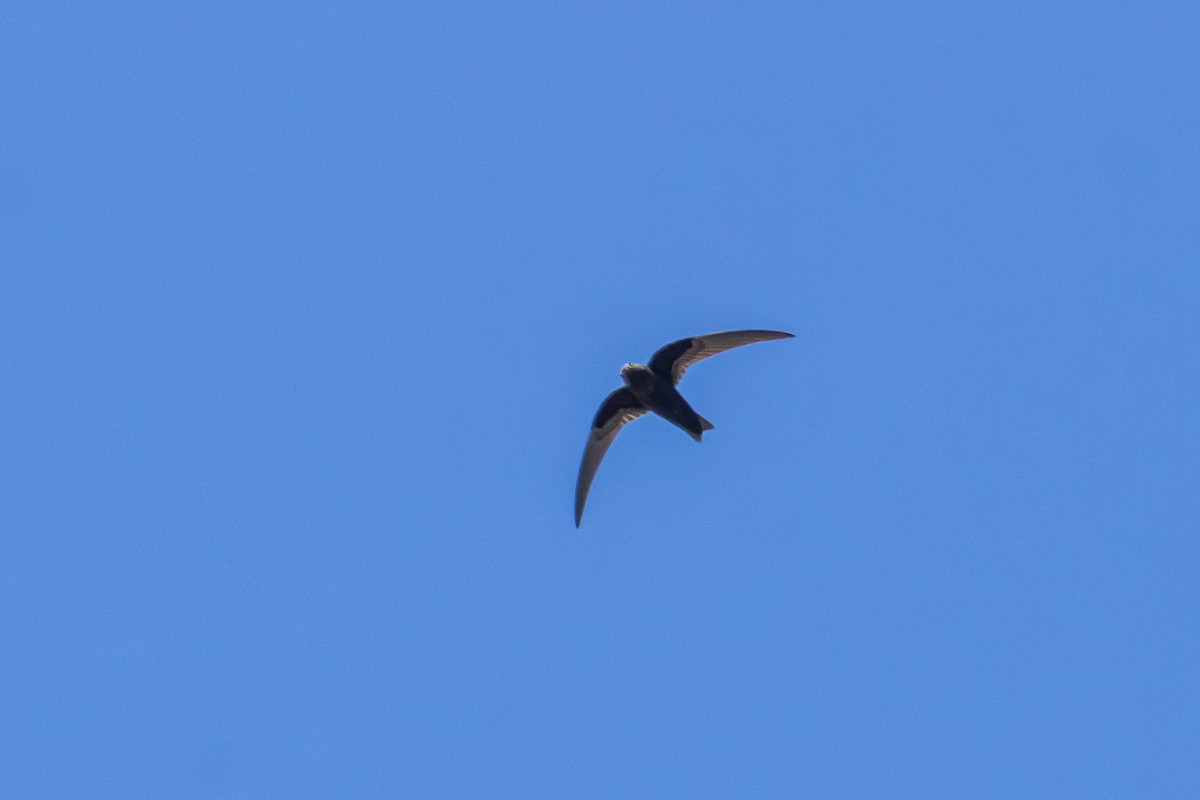 Vencejo Negro - ML638561078