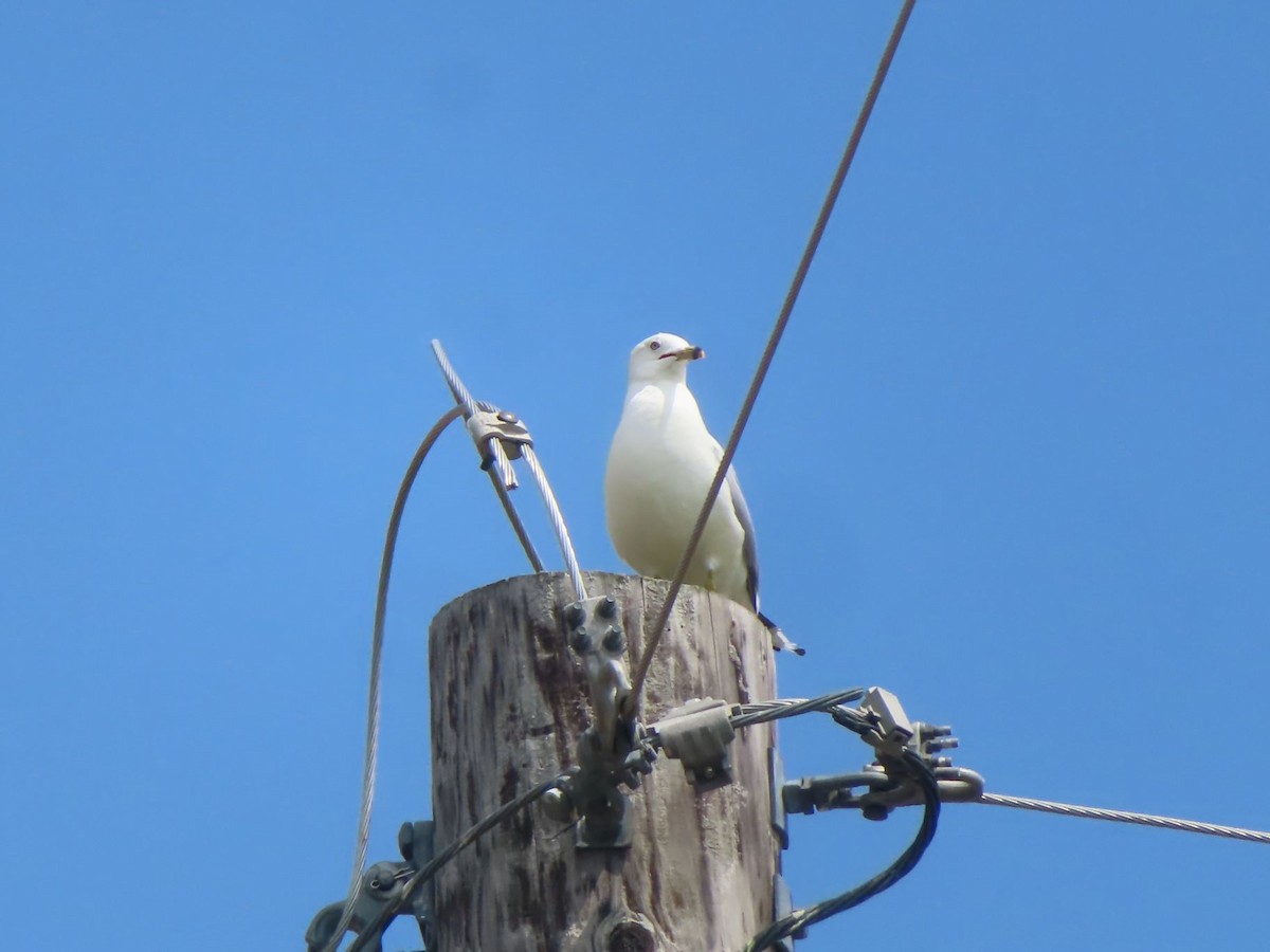 Ring-billed Gull - ML638561089