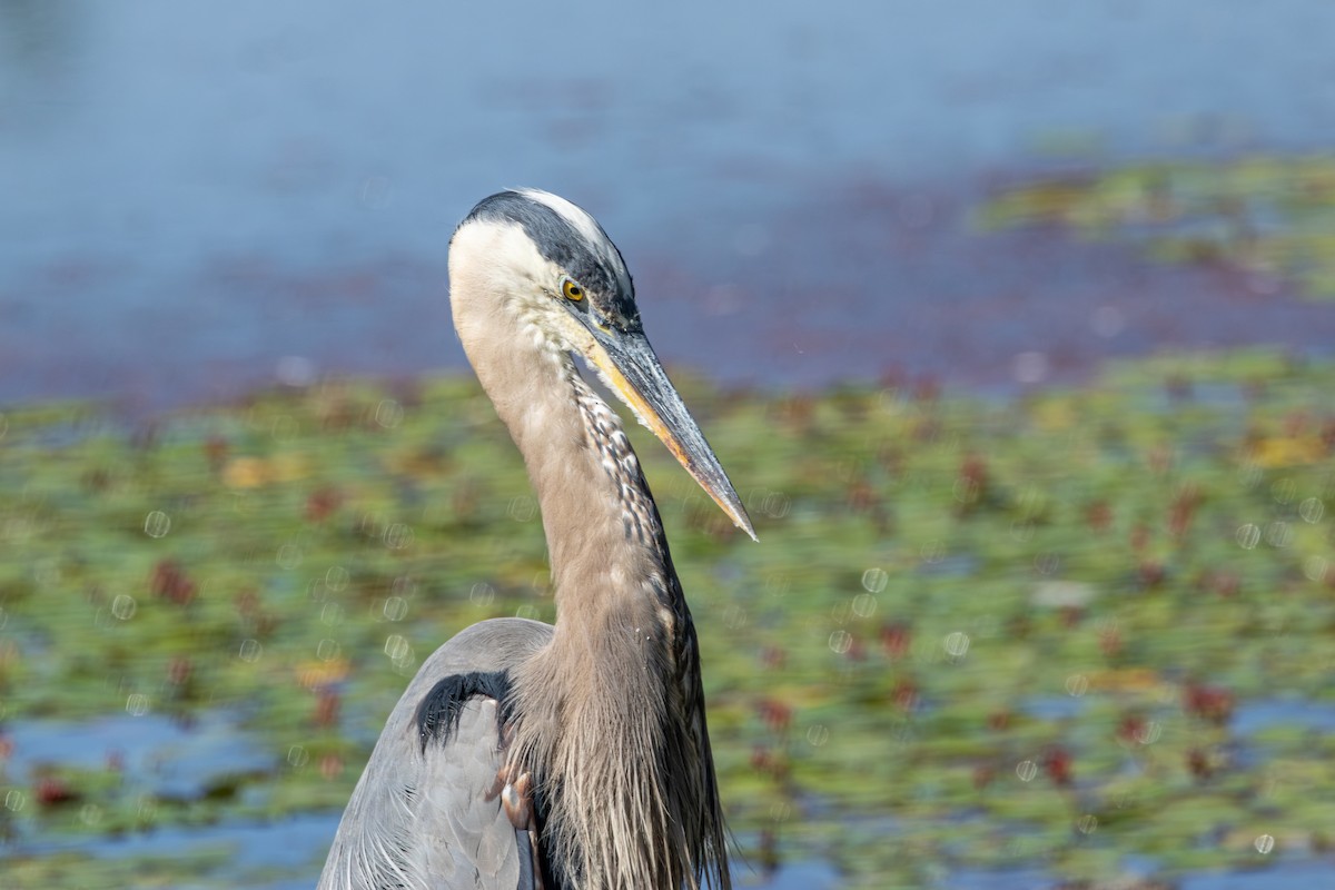 Garza Azulada - ML638561094