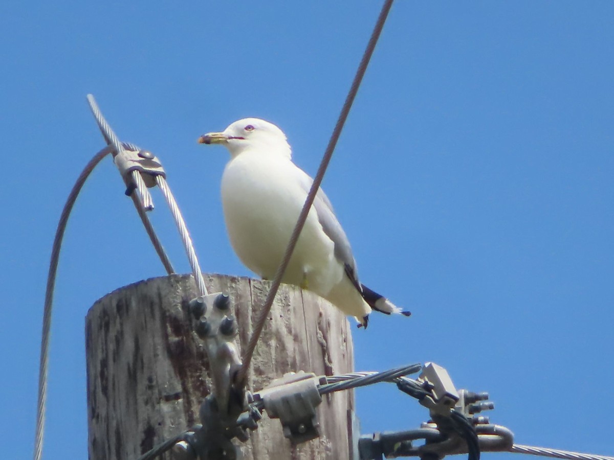 Ring-billed Gull - ML638561097