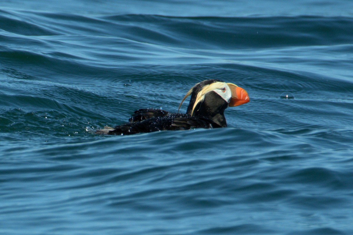 Tufted Puffin - ML638561112