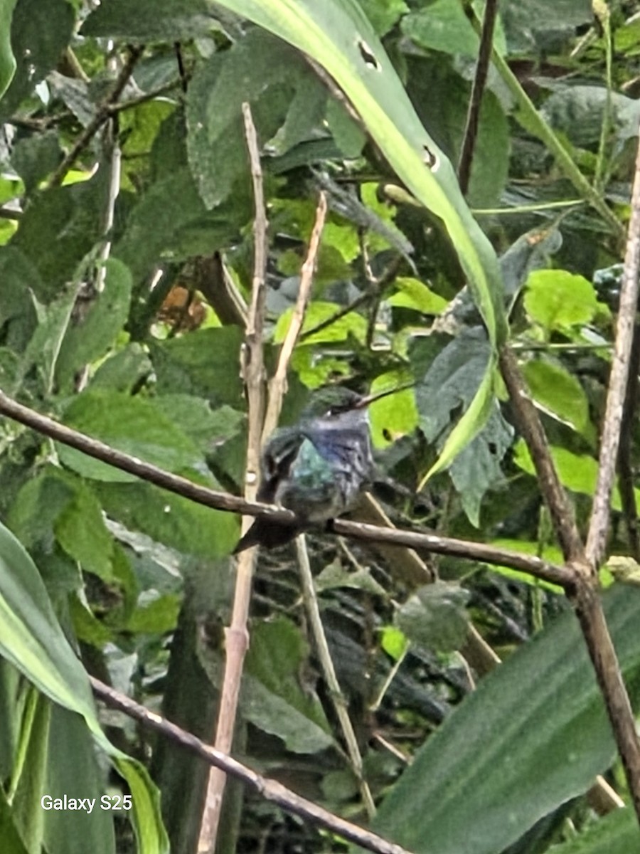 Sapphire-spangled Emerald - ML638561113