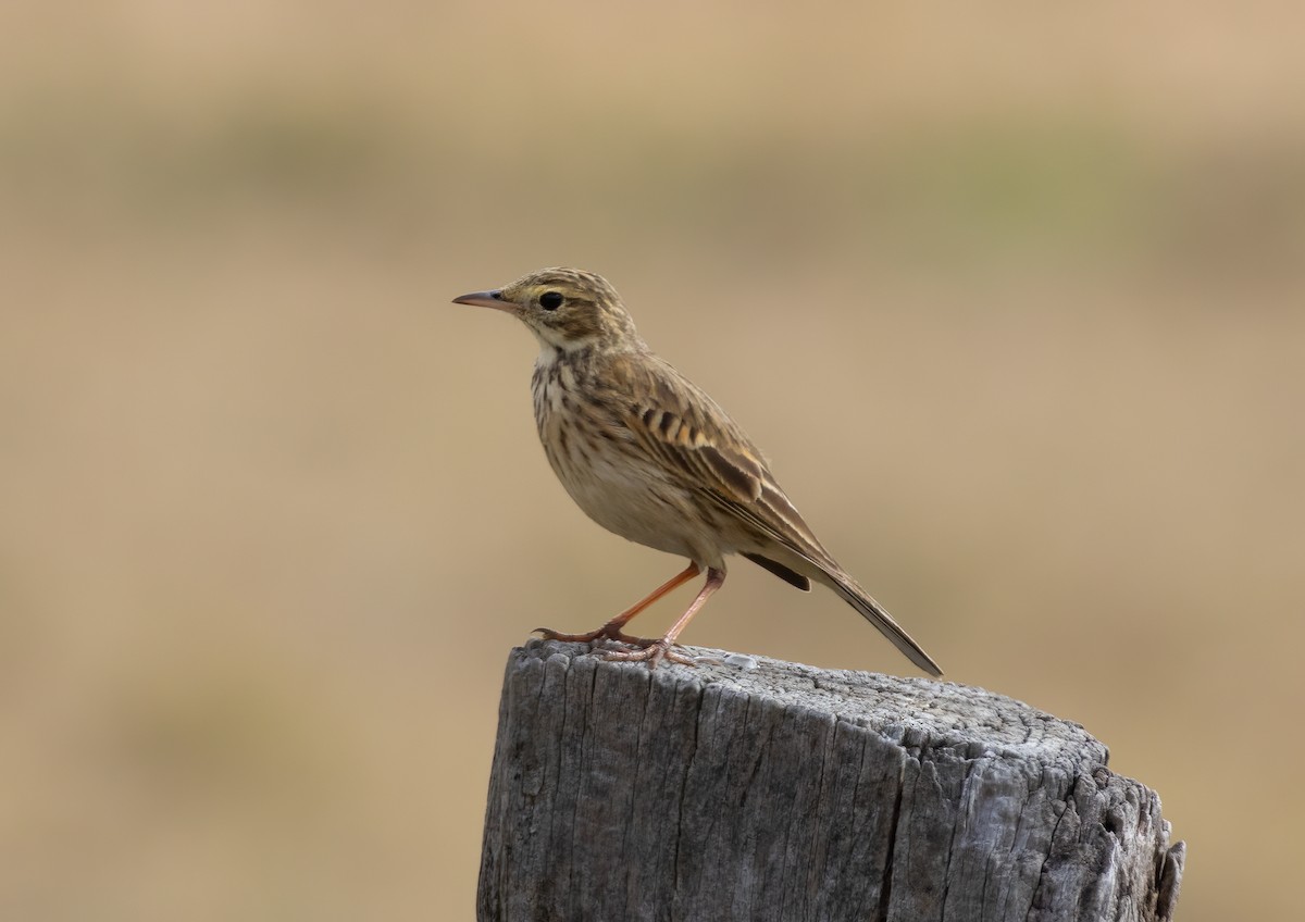 Australian Pipit - ML638561120