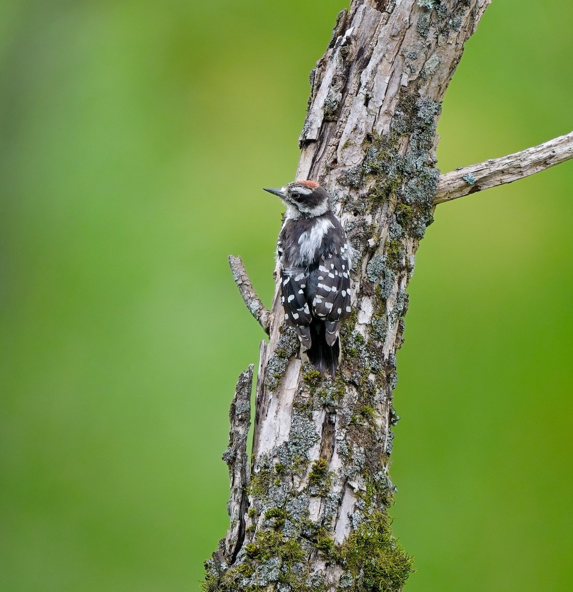 Downy Woodpecker - ML638561164