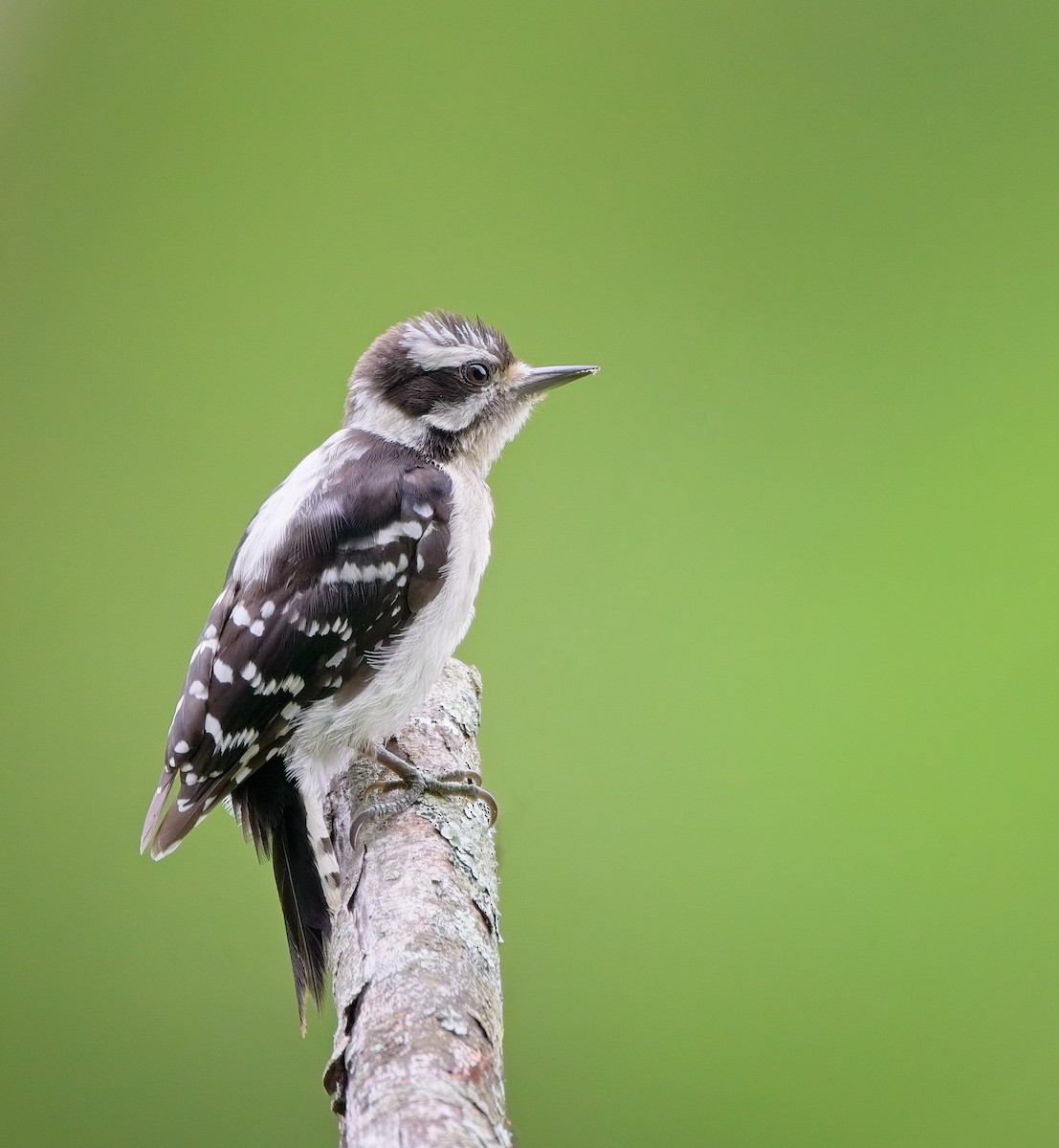 Downy Woodpecker - ML638561165