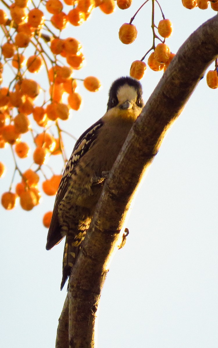 White-fronted Woodpecker - ML638561178