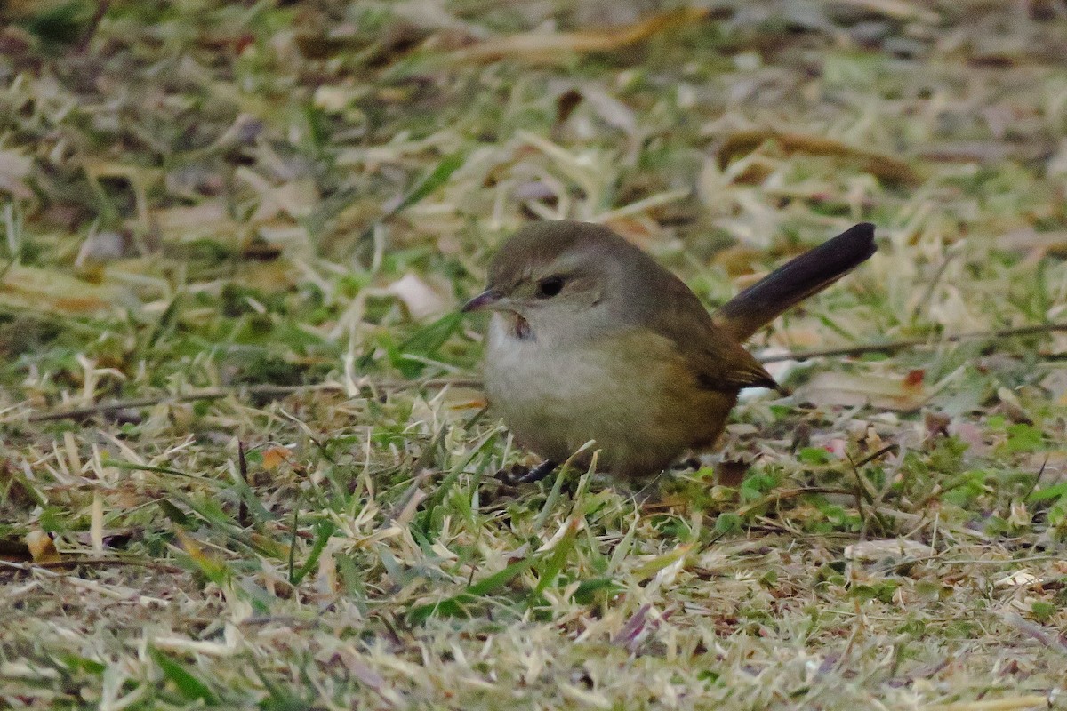 コバシカマドドリ - ML638561207