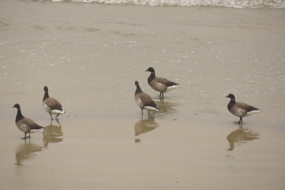 Brant (Atlantic) - ML638561231