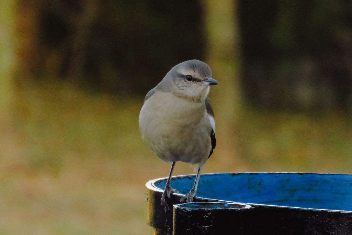 White-banded Mockingbird - ML638561257
