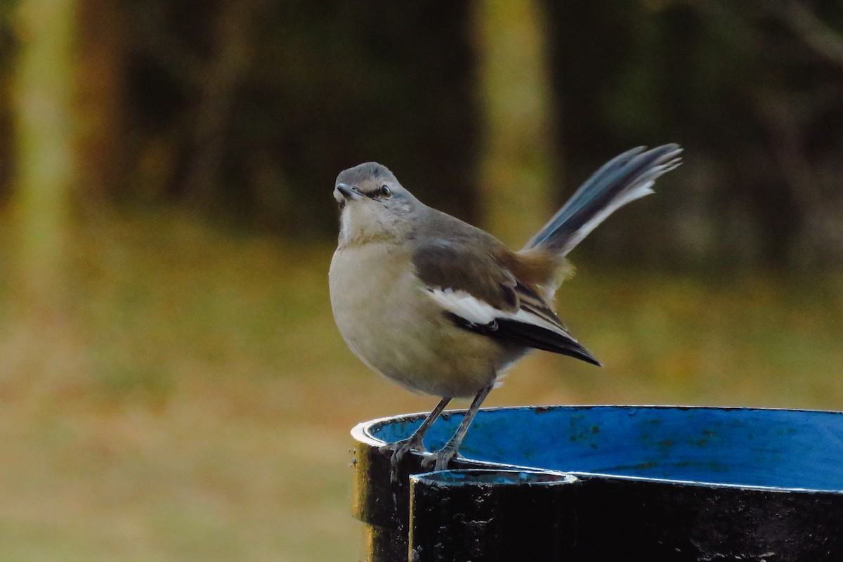 White-banded Mockingbird - ML638561258