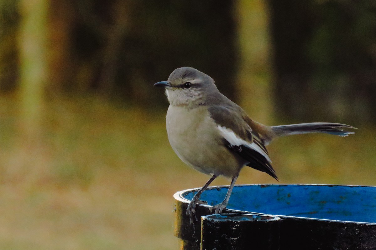 White-banded Mockingbird - ML638561259