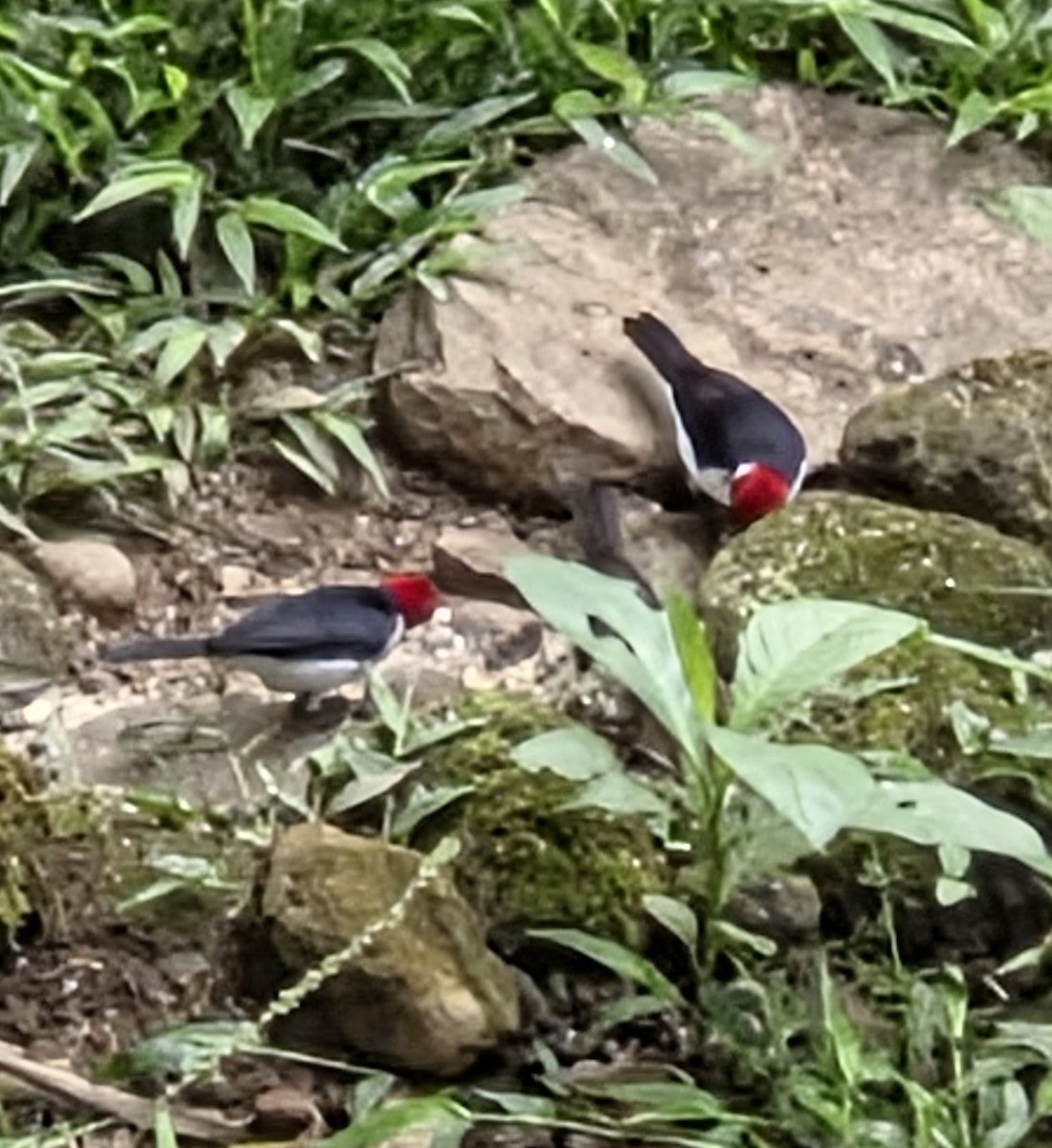 Red-capped Cardinal - ML638561291