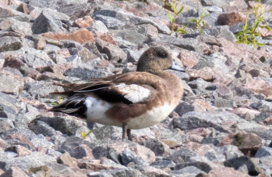 Canard d'Amérique - ML638561296