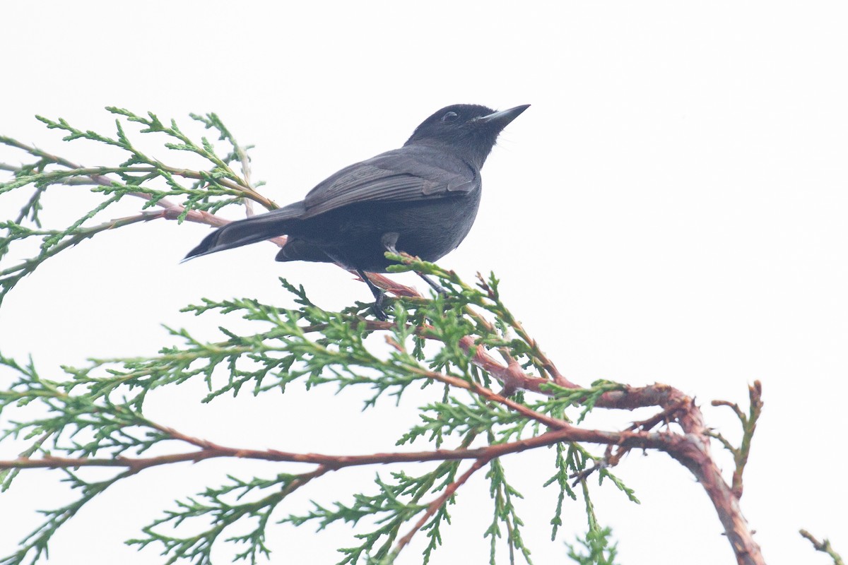 White-winged Black-Tyrant - ML638561324