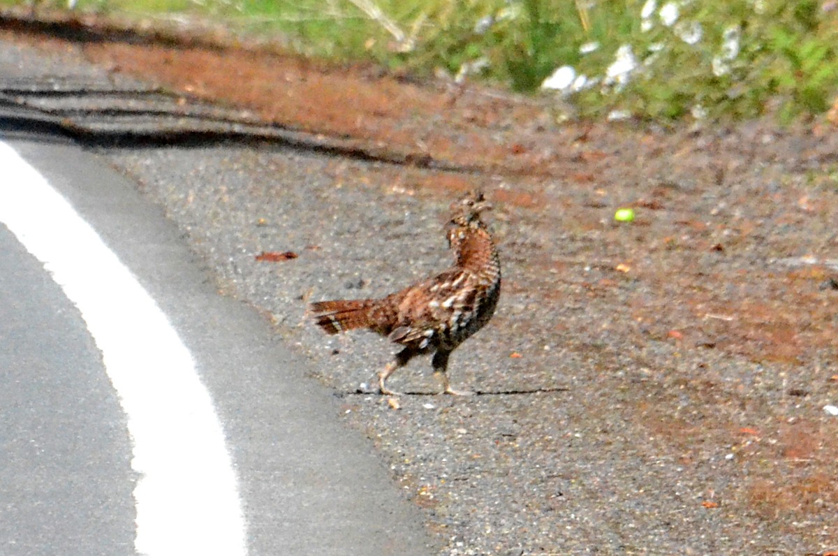 Ruffed Grouse - ML638561327