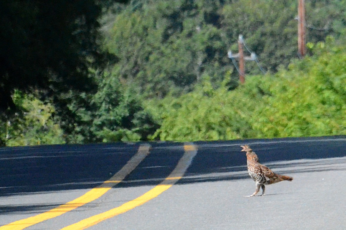Ruffed Grouse - ML638561329