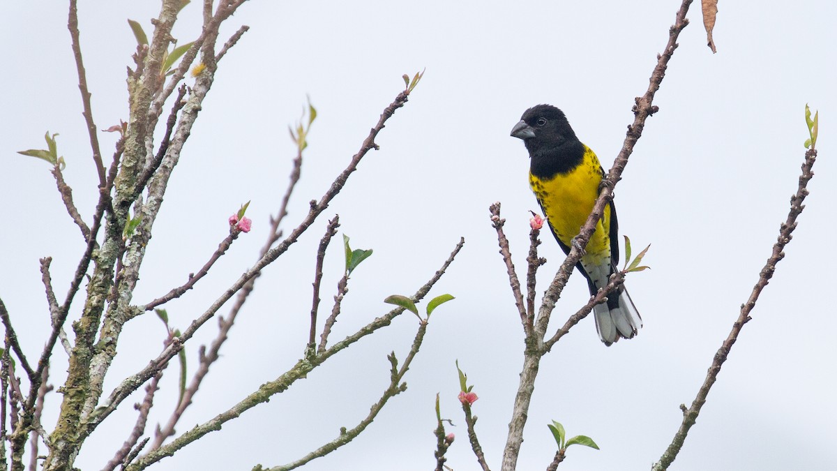 Black-backed Grosbeak - ML638561333