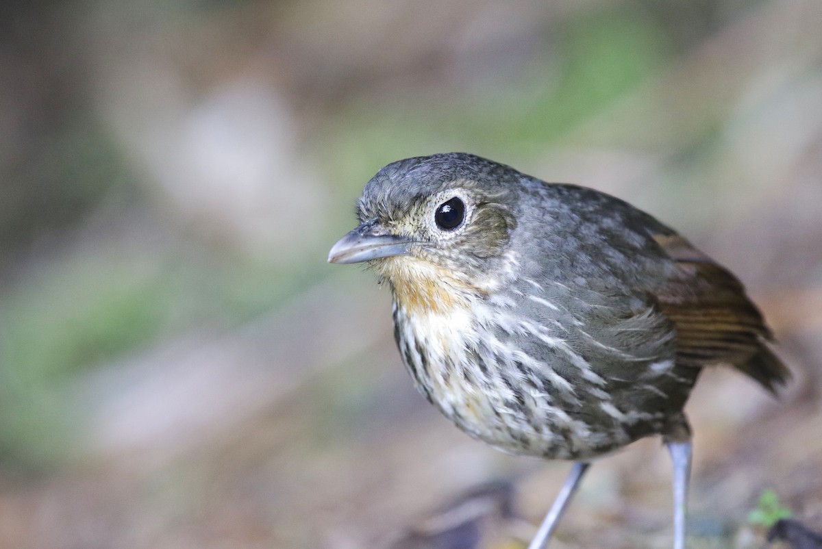 Santa Marta Antpitta - ML638561336