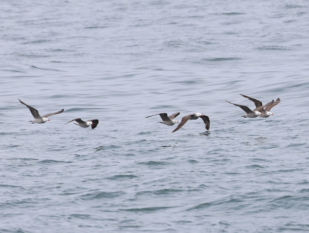 Heermann's Gull - ML638561337