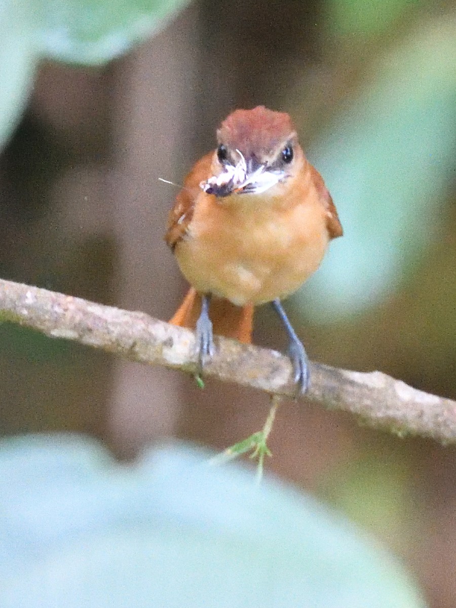 Cinnamon Becard - ML638561340