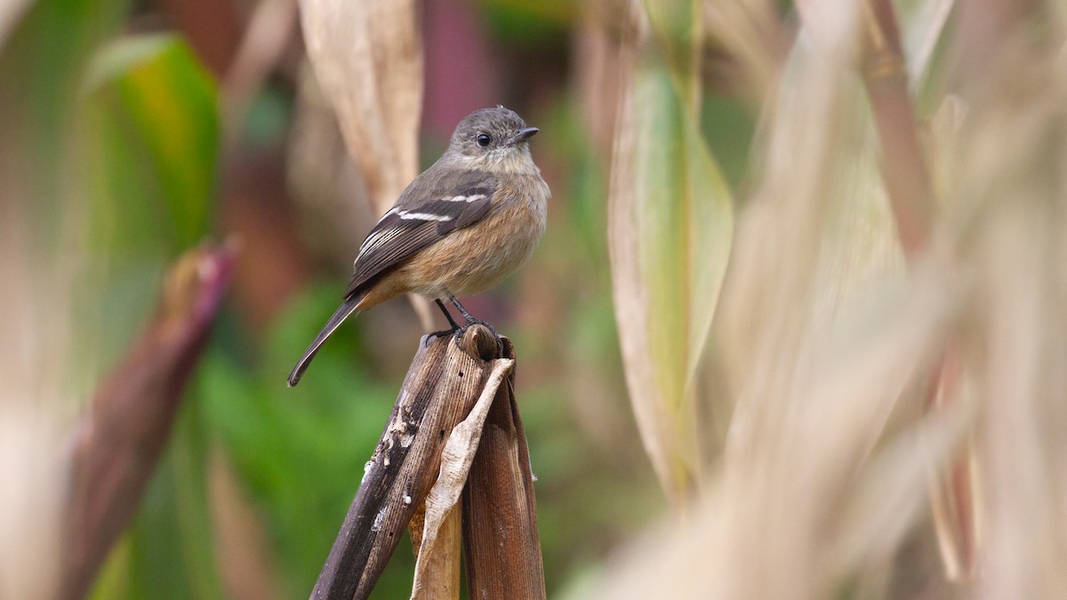 White-winged Black-Tyrant - ML638561342