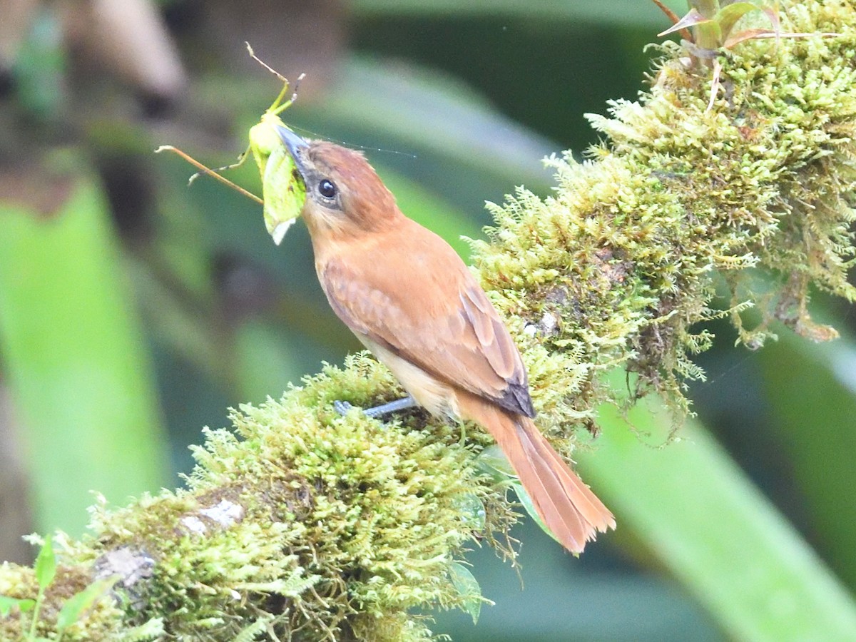 Cinnamon Becard - ML638561344