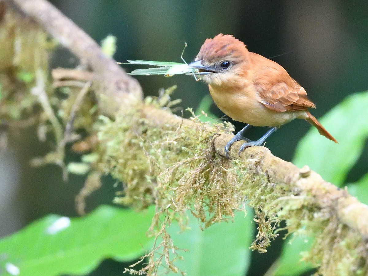 Cinnamon Becard - ML638561347