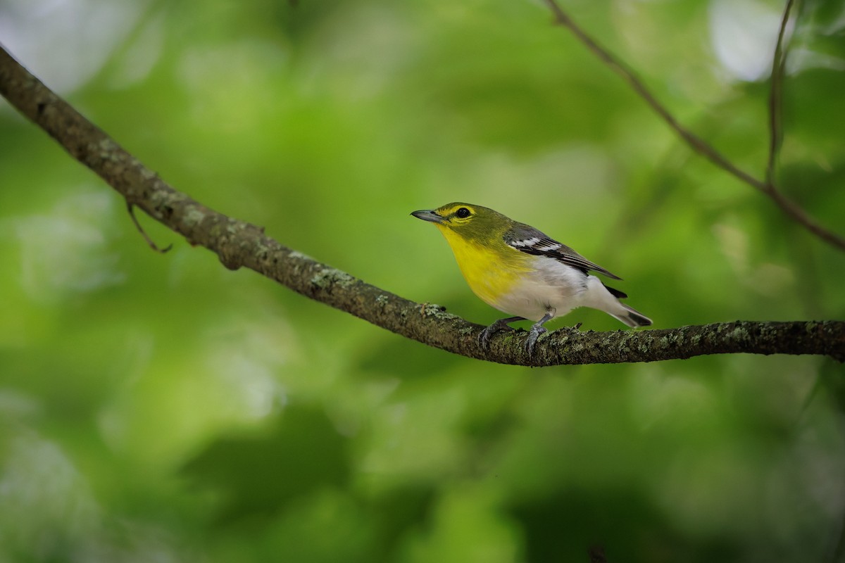 Yellow-throated Vireo - ML638561356