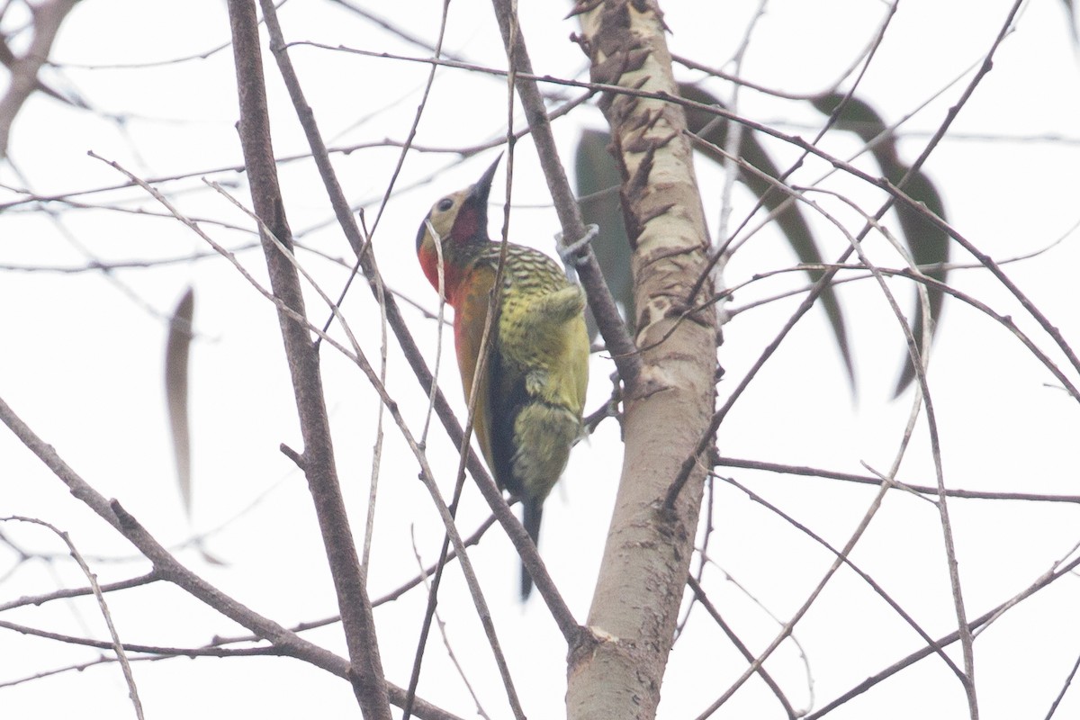 Crimson-mantled Woodpecker - ML638561364