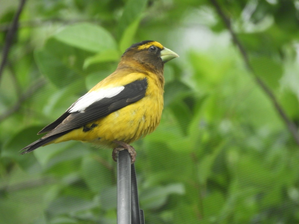 Evening Grosbeak - ML638561365