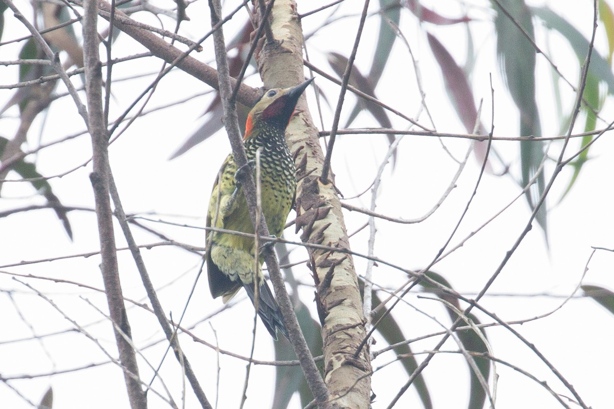 Crimson-mantled Woodpecker - ML638561366