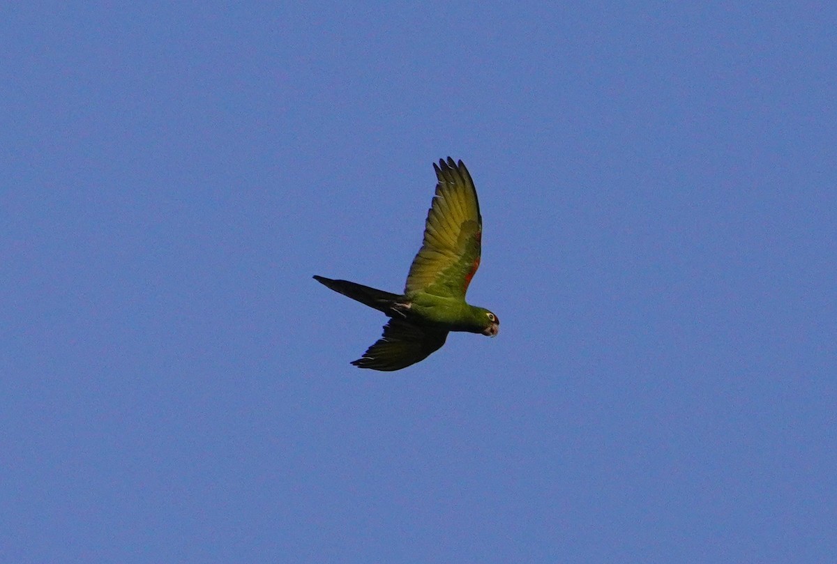 Cordilleran Parakeet - ML638561367