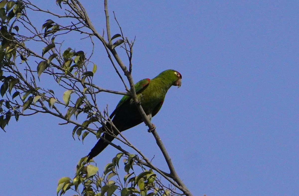 Cordilleran Parakeet - ML638561368