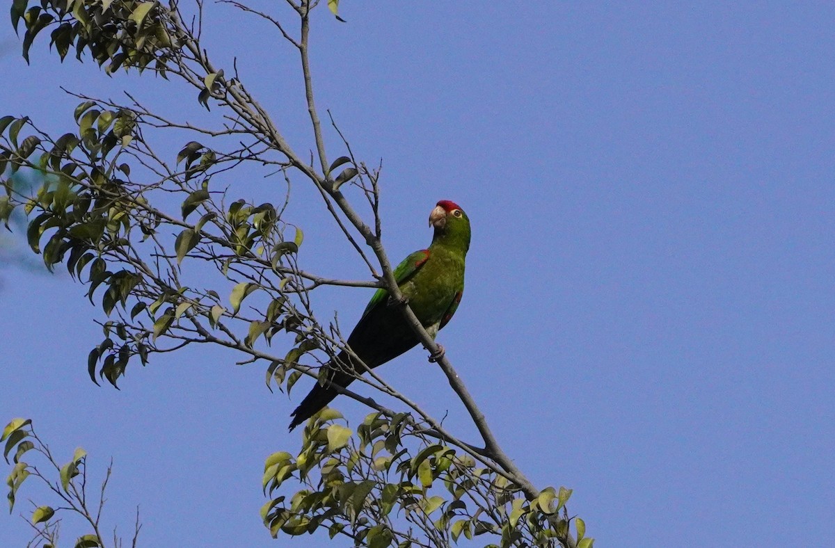 Cordilleran Parakeet - ML638561370